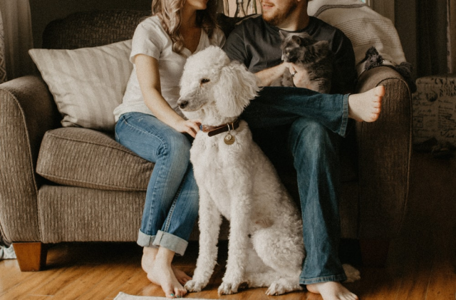 A Couple Sitting on a Couch with a Canine and Cat 